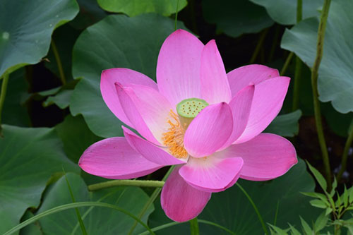 中國9種香的花：一種會為你引路，一種提煉的香精比黃金還貴！