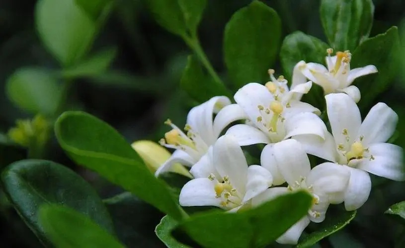中國9種香的花：一種會為你引路，一種提煉的香精比黃金還貴！