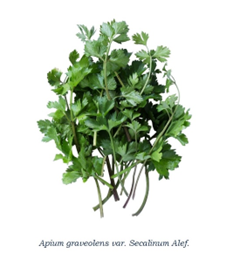 香精與香料(133)—旱芹(Apium graveolens)