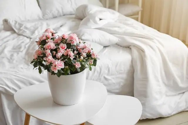 室內種植這幾種植物，讓你的房間充滿芳香，凈化空氣，芬芳室內