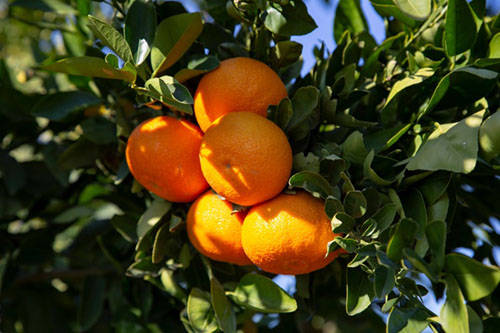 柑橘香精